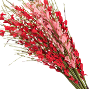 枕・花柄新着
