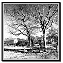 Imprime sur toile Field Of Country Life par Harold Silverman Arbres  Old Cle