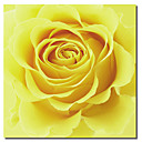 imprime toile art floral fleur jaune par Flowerphotos avec cadre etire