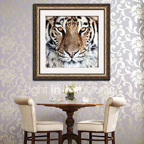 Tiger Framed Canvas Print 1391275 2016 57.99