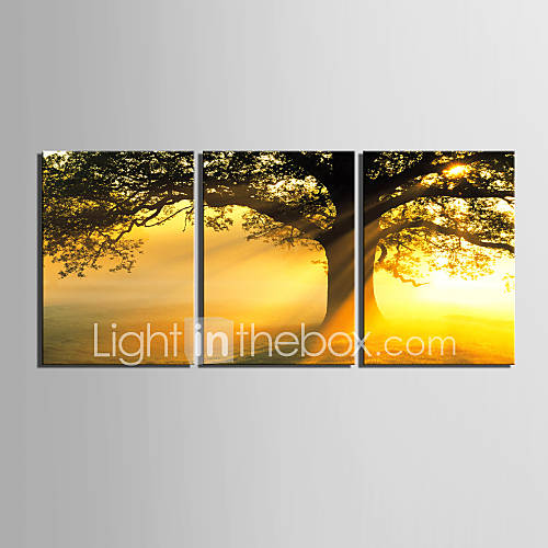Stretched Canvas Print Art Botanical Golden Tree Set of 3 851628 2016
