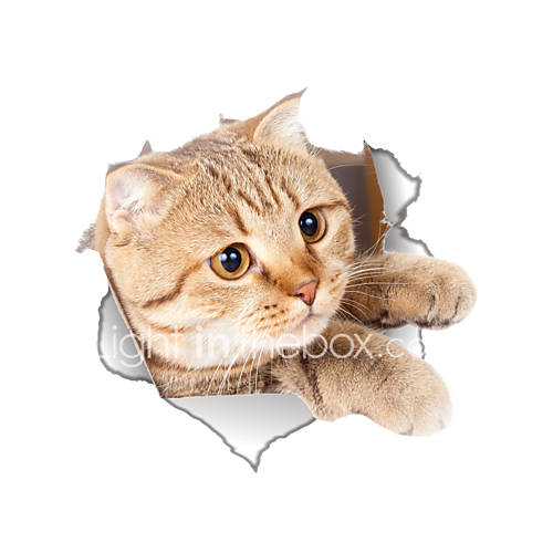 Image de Animaux Bande dessinÃ©e Mode Stickers muraux Autocollants avion Autocollants muraux dÃ©coratifs Autocollants toilettes,Vinyle MatÃ©riel