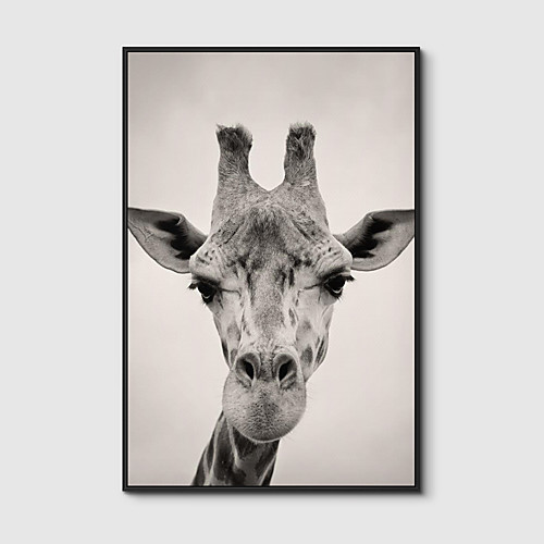 

Framed Art Print Framed Canvas Prints - Animals PS Photo Wall Art