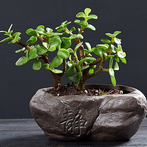 

Zen Purple Sand Little Monk Succulent Personality Creative Flower Pot Ceramic Succulent Personality Succulent Plant Kiln Personality